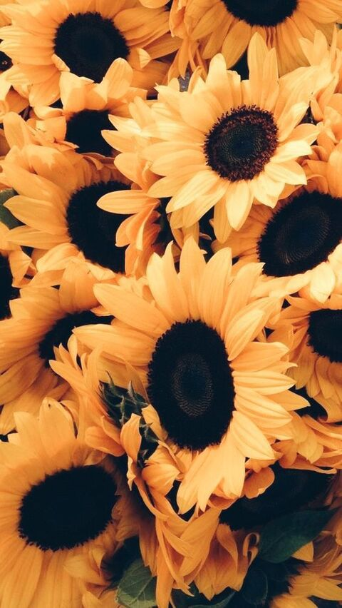 sunflower.27 onlyfans leaked picture 1