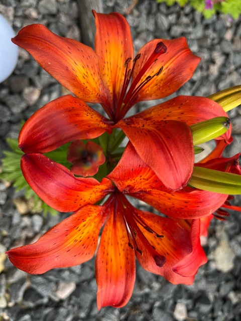 u248468603 onlyfans leaked picture 2